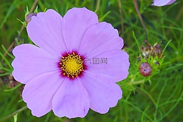 cosmea,开花,紫