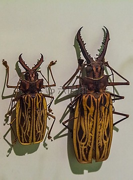 甲蟲,動(dòng)物,性質(zhì)