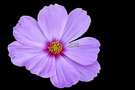 cosmea,开花,紫