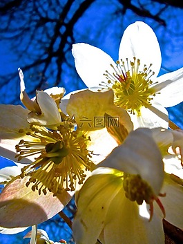 復活節(jié)花,白,雌蕊