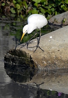 鳥,反思,湖