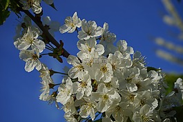 櫻花,開花,櫻桃