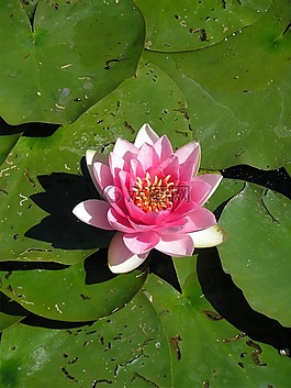 睡莲,水,池塘