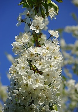 櫻花,鮮花,白