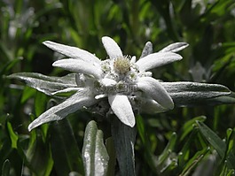 雪絨花,花卉,奧地利