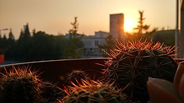 阳光,夕阳,仙人掌