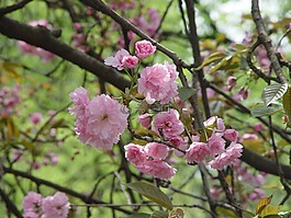 樹,花,春天