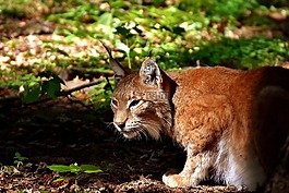 猞猁,野生動物,危險