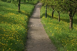春天,路徑,蒲公英