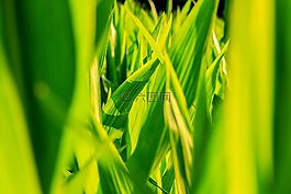作物,玉米,特寫
