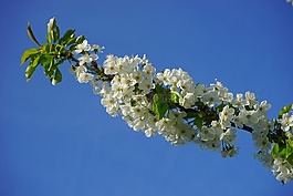 櫻花,鮮花,白