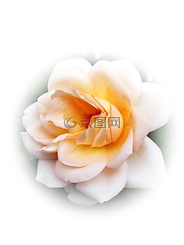 玫瑰,開花,美