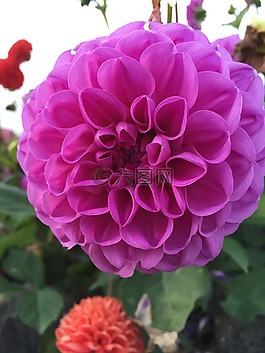 紫紅色,紫色,花