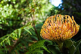 自然,植物區(qū)系,葉