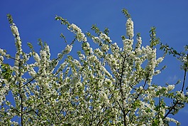 櫻花,開花,櫻桃