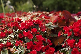 紅色,花,自然