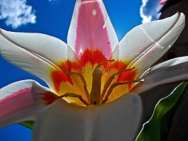 花卉,白,黃色