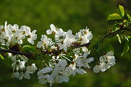櫻花,開(kāi)花,櫻桃