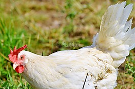雞,母雞,家禽