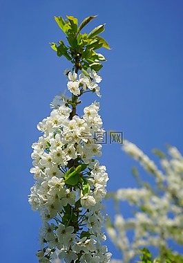 櫻花,開花,櫻桃