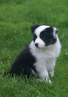 小狗,牧羊犬,狗