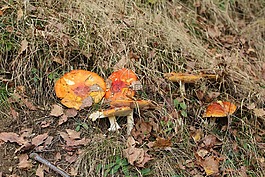 蘑菇,森林,秋季