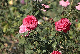 鮮花,公園,紅色