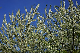 櫻花,開(kāi)花,櫻桃