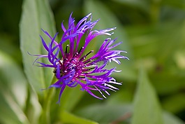 自然,花,花園