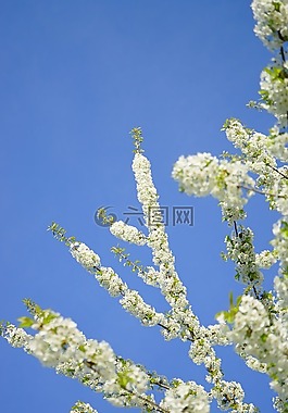 櫻花,鮮花,白