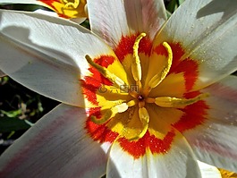花卉,白,橙色