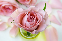 花,玫瑰,愛情