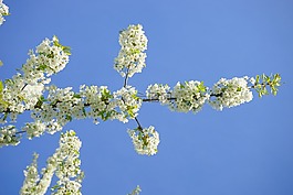 櫻花,開花,櫻桃