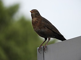 黑鳥,女性,鳥