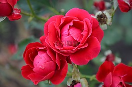 花,玫瑰,紅色