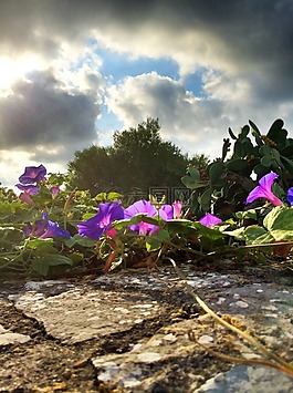 花,開(kāi)花,性質(zhì)