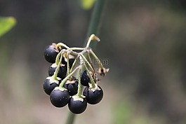 漿果,黑,葵