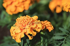 万寿菊,橙,橙色万寿菊