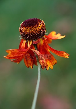 花,性质,gaillardia草