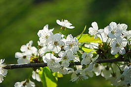 櫻花,鮮花,白