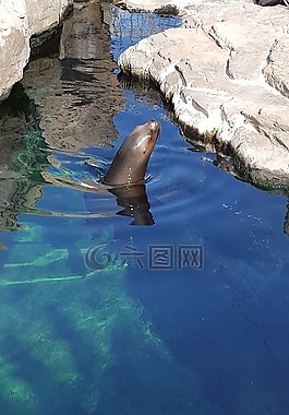 海獅,動物,公園