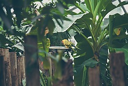 蝴蝶,蛾,昆蟲