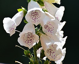 花,白,夏季