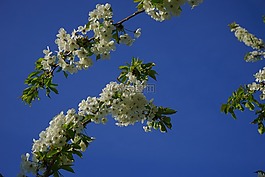 櫻花,開花,櫻桃