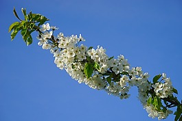 櫻花,開花,櫻桃