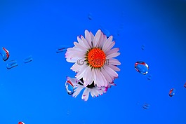 雛菊,鏡子,水