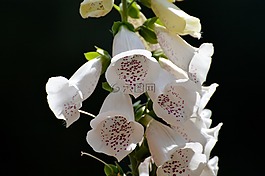 花,白,夏季