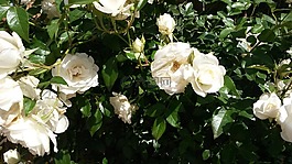 白玫瑰,玫瑰布什,花園