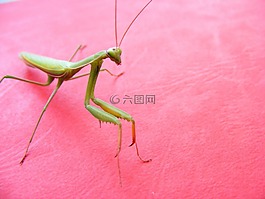 蝗虫,绿色,粉红色的背景