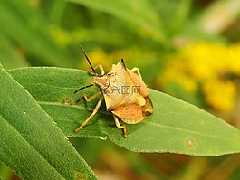 性質(zhì),葉,昆蟲